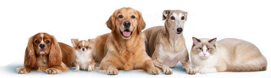 VetCardioHub Background Image