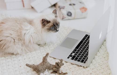 Cat laptop