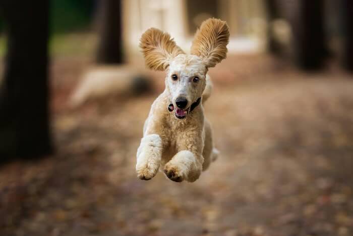 Dog jumping