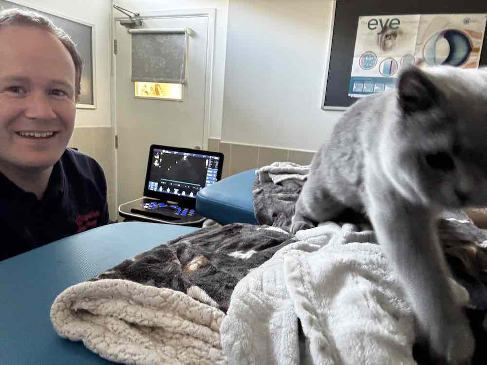 Kitten Echocardiography