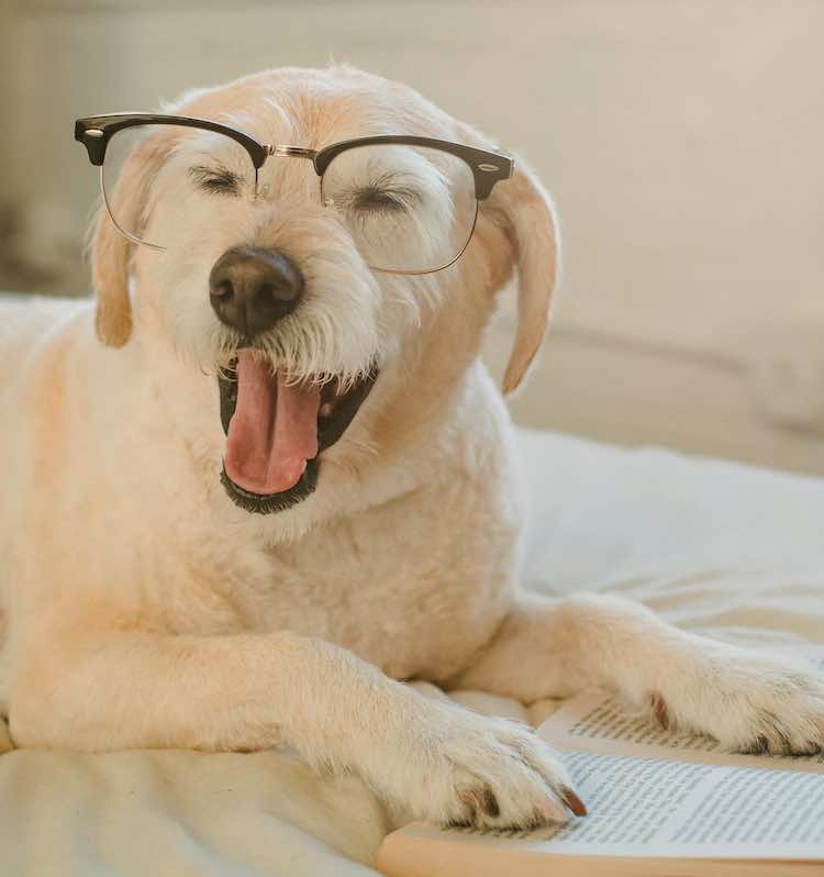 Dog Wearing Glasses