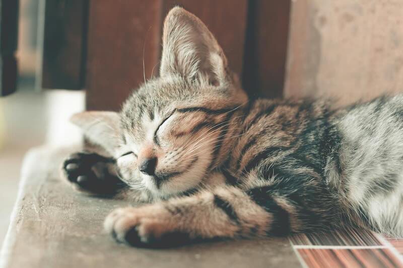 Kitten sleeping