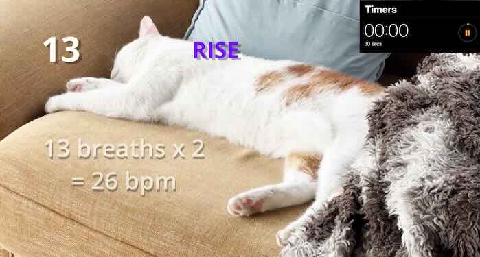 Count of SRR in cat